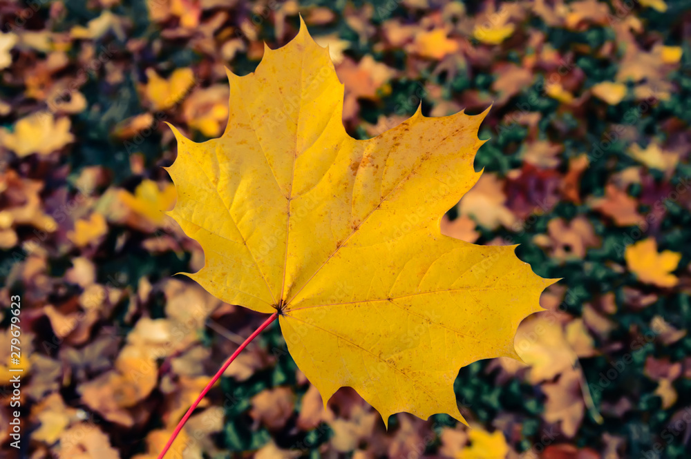 Close-up of big yellow maple leaf on autumn background with blurred colorful leaves and grass. Fall scene with a single leaf