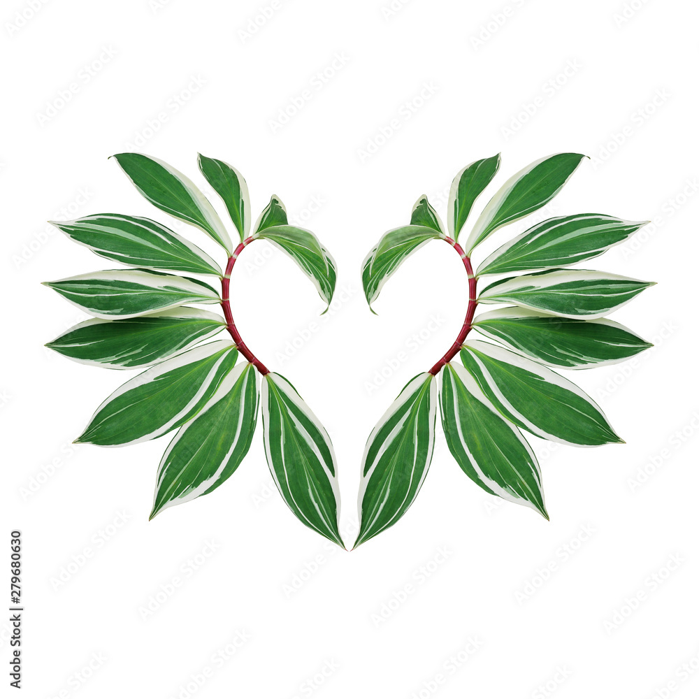 Fototapeta Heart shaped nature leaves layout of green variegated spiral crepe ginger with red stems (Costus speciosus) the tropical plant isolated on white background with clipping path, nature love concept.