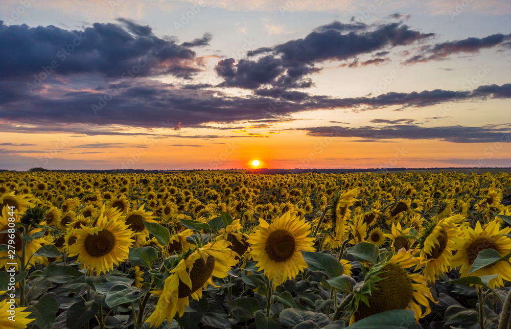Obraz premium crimson sunset over the field of flowering sunflower
