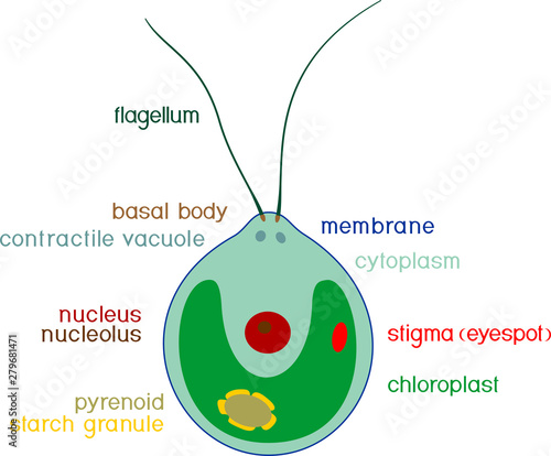 Structure of Chlamydomonas cell with titles isolated on white background photo