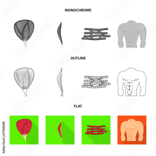 Vector design of fiber and muscular symbol. Set of fiber and body stock vector illustration.