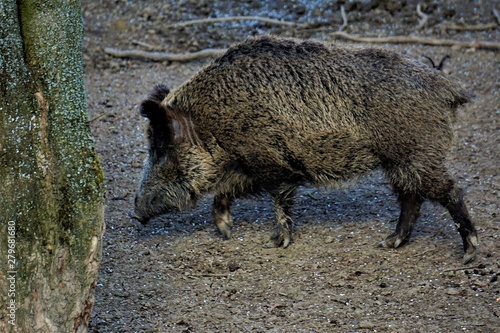 Billede på lærred Wild boar looking for food in the forest