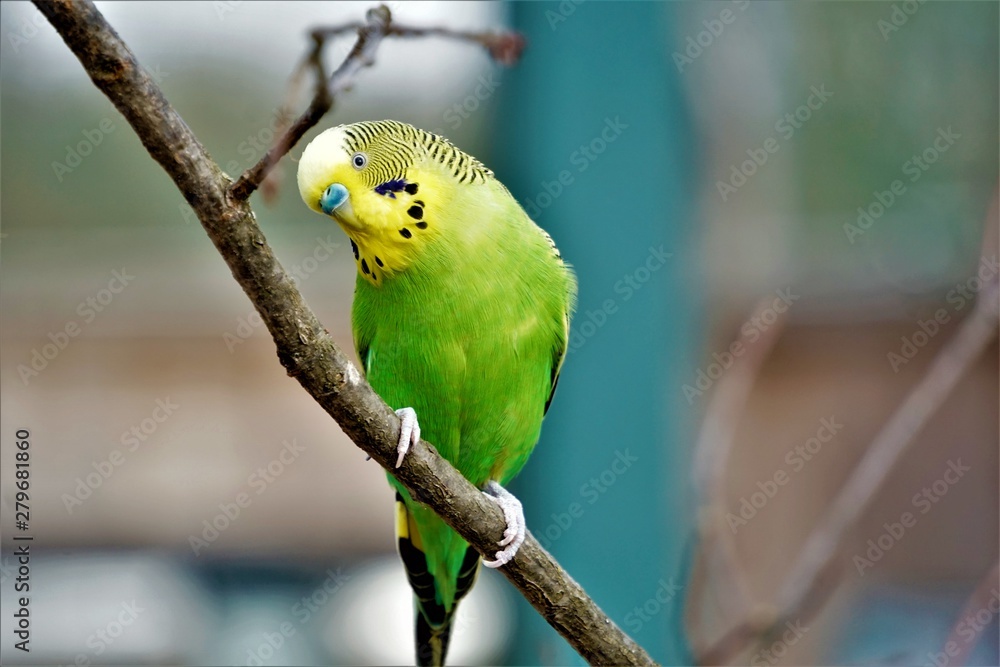 Obraz premium Budgie sitting on a branch crooking head