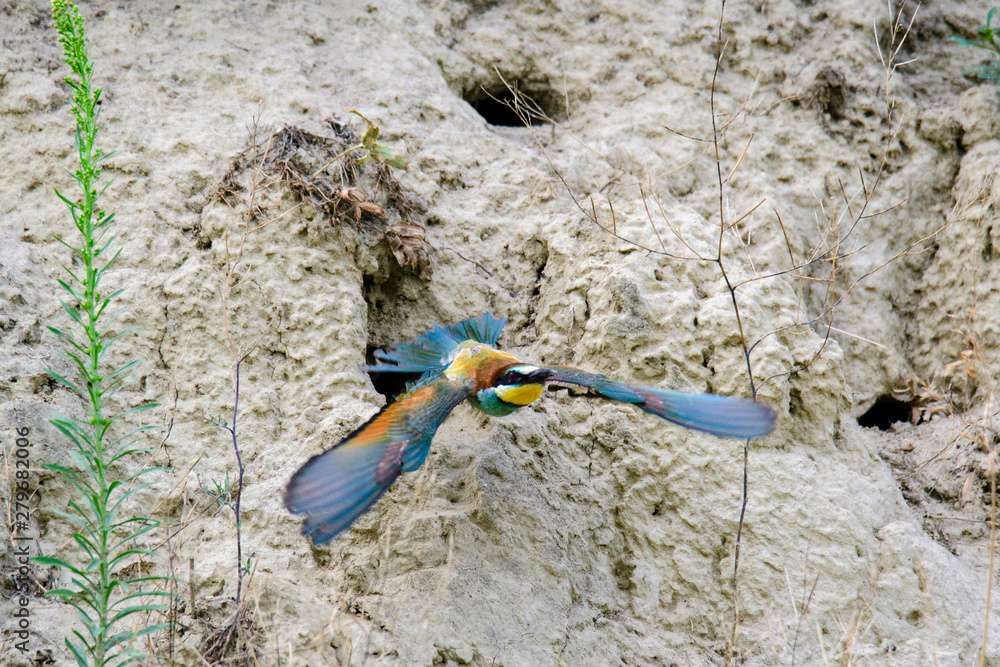 European bee-eater. Merops apiaster European bee-eater. Merops apiaster