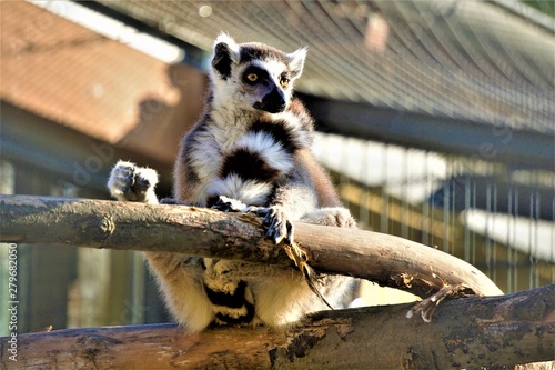 Ring-tailed lemur looking to the right in the zoo