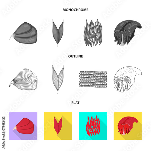 Vector illustration of fiber and muscular icon. Set of fiber and body stock vector illustration.