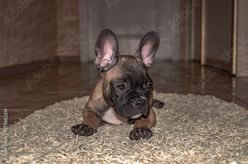 Sad Puppy French Bulldog on carpet close-up © Olga