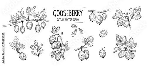 Sketch of gooseberry. Hand drawn illustration converted to vector