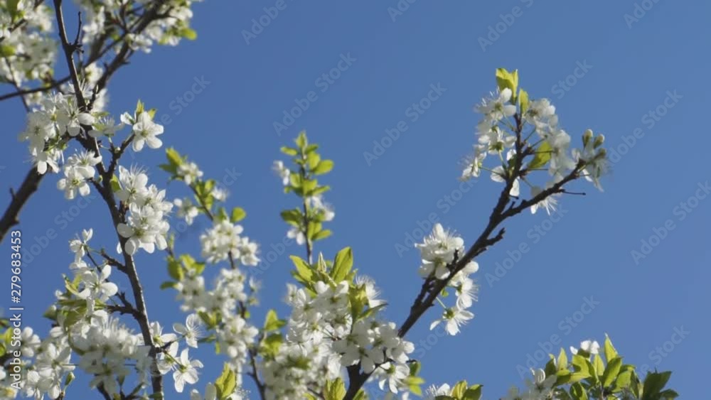 White spring blooming trees White spring blooming trees