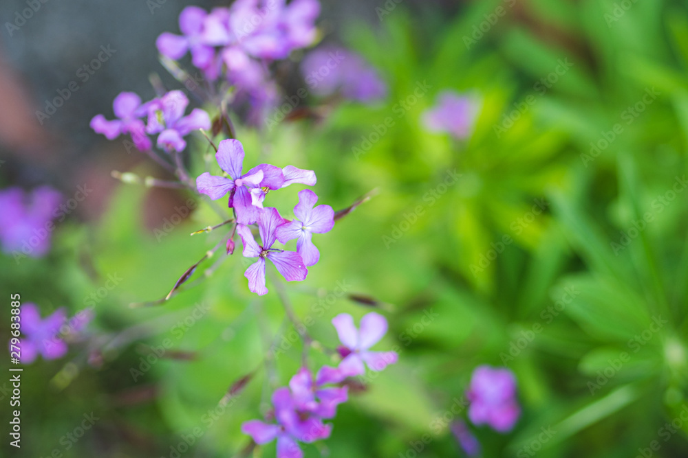 Hesperis matronalis blooming background purple and green