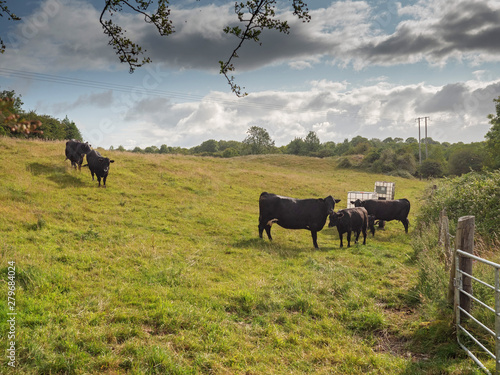 Cows coming to drink water on a hot summer day to water trough. cloudy sky Agriculture business.