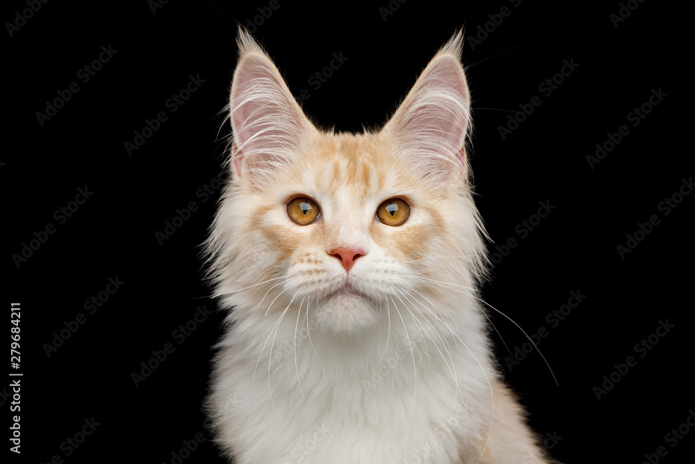 Obraz premium Adorable Portrait of Red Maine Coon Cat with big chin Isolated on Black Background