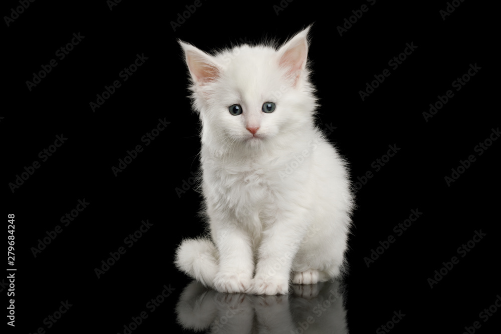 Little White Maine Coon Kitten Sitting and Looks Scared on Isolated Black Background
