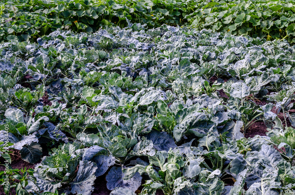 Holes on cabbage leaves bitten by pests Stock Photo Adobe Stock