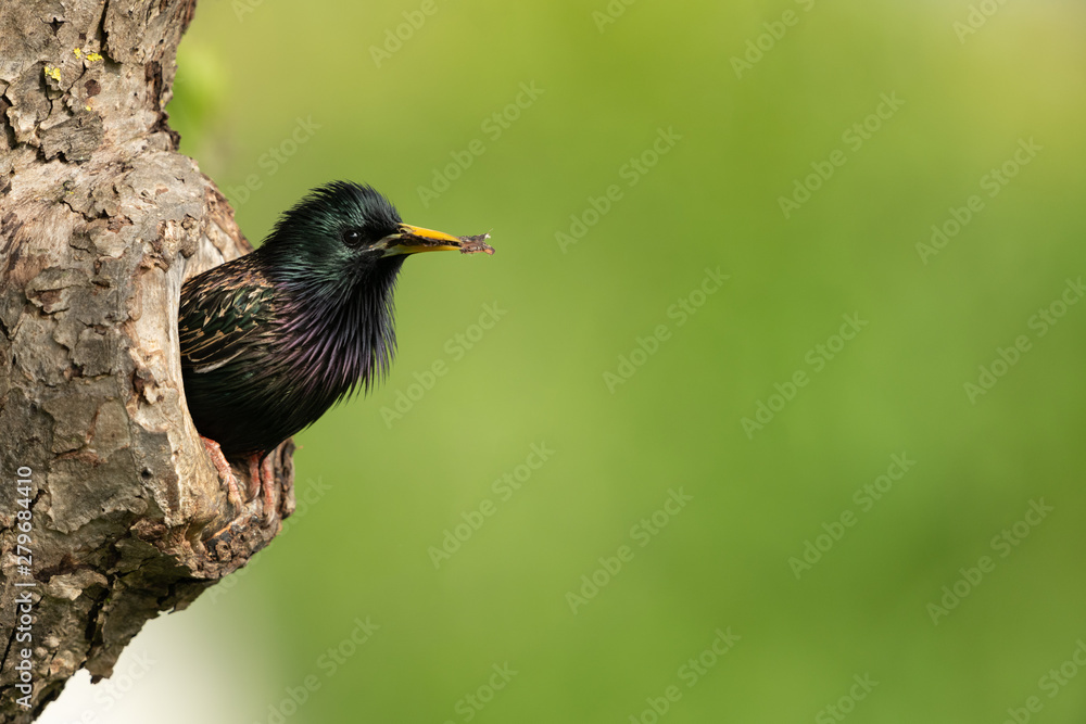 Common starling looking out of a tree hole