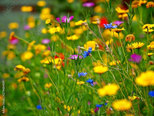 field of wild flowers © Pefkos