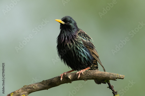 Foto Common starling sitting on a branch