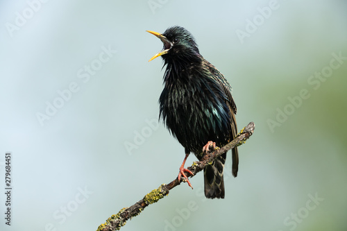 Foto Common starling sitting on a branch