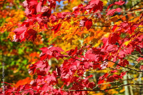 Red maple leaves in autumn © Jason Busa