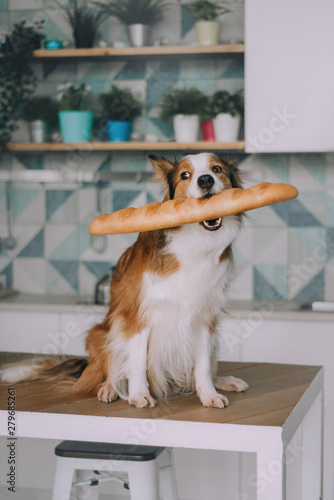Border collie holding bread in his mouth
