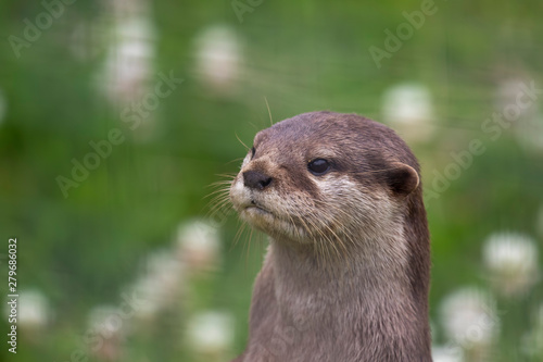 Asian Short-clawed otters, Aonyx cinereus, bevy/group/family/lodge of 3 otters with expressions/moods/behaviour.