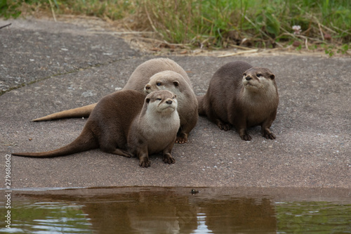 Asian Short-clawed otters, Aonyx cinereus, bevy/group/family/lodge of 3 otters with expressions/moods/behaviour.