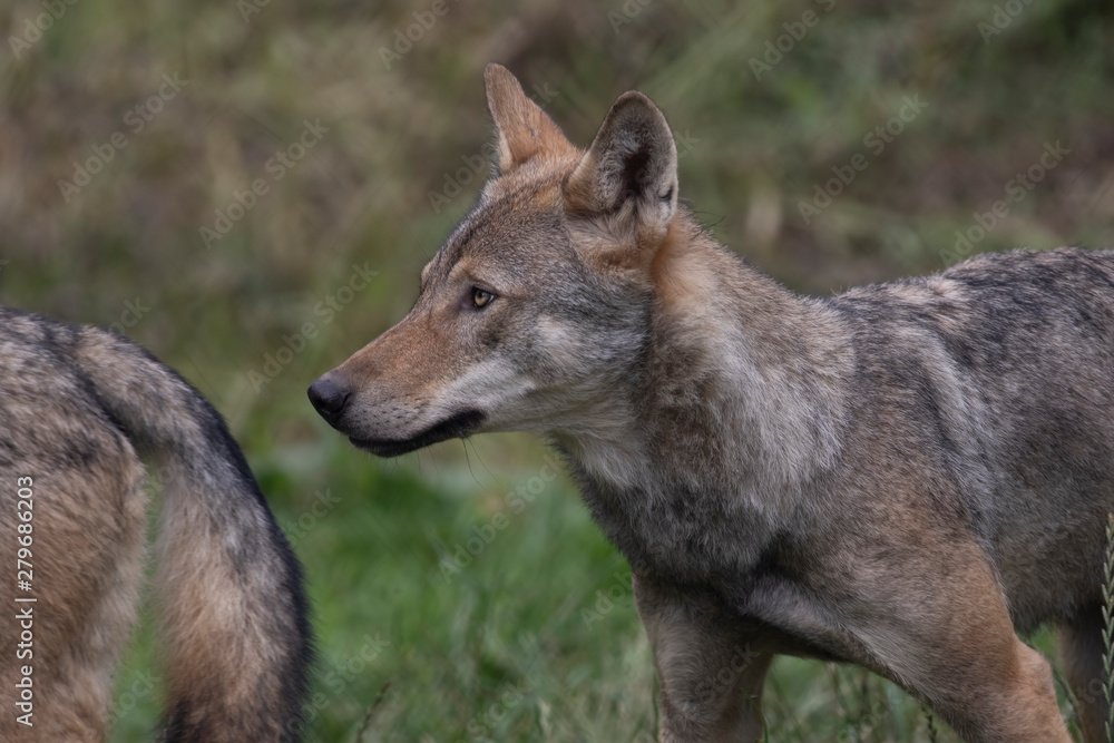 grey wolf/wolves, Canis lupus lupus, close up portrait/facial behaviour detail.