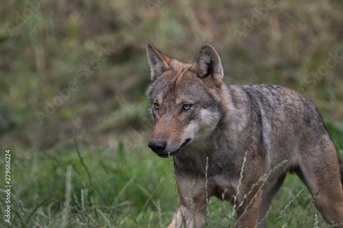 grey wolf/wolves, Canis lupus lupus, close up portrait/facial behaviour detail.