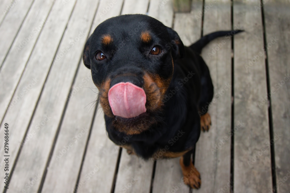 Fototapeta premium Rottweiller Sitting Looking Up with Ears Back and Tongue Out