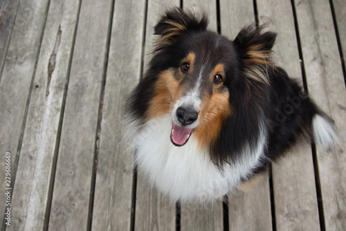 Shetland Sheepdog Looking Up with Tongue Out