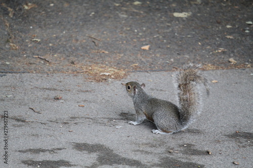 squirrel on the ground