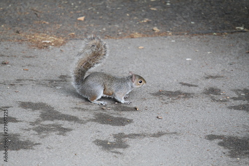 squirrel on the ground