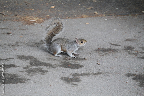 squirrel on the ground