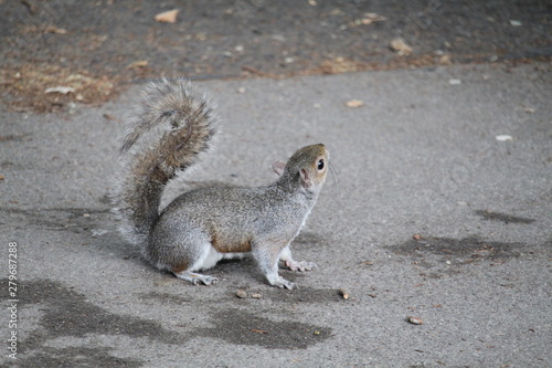 squirrel on the ground