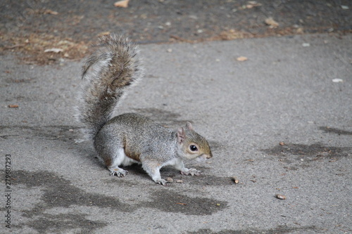 squirrel on the ground