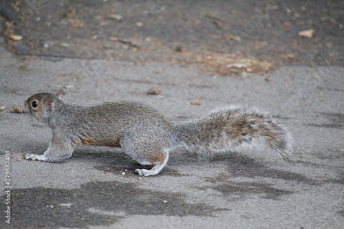 squirrel on the ground