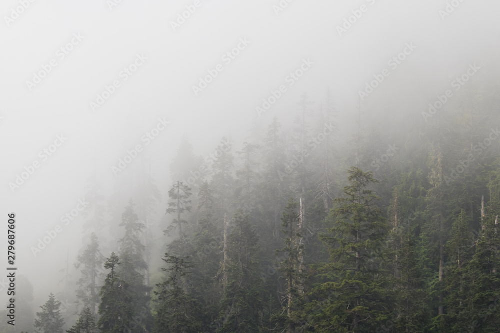 hiking through the forest of the pacific northwest on a foggy, day hiking through the forest of the pacific northwest on a foggy, day