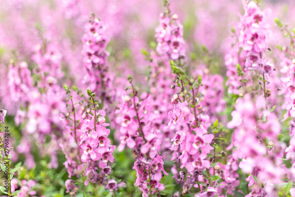 Beautiful Angelonia goyazensis benth in nature garden background. Beautiful Angelonia goyazensis benth in nature garden background.
