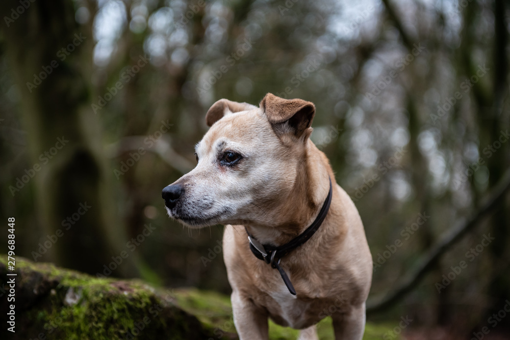 Portrait of a Jack-Russell cross in a forest Portrait of a Jack-Russell cross in a forest