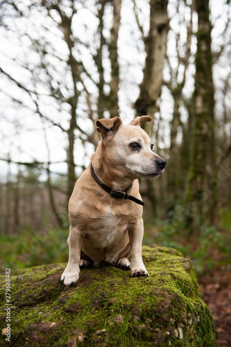 Portrait of a Jack-Russell cross in a forest