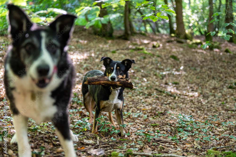 Portrait of a sheep dog cross in a forest Portrait of a sheep dog cross in a forest