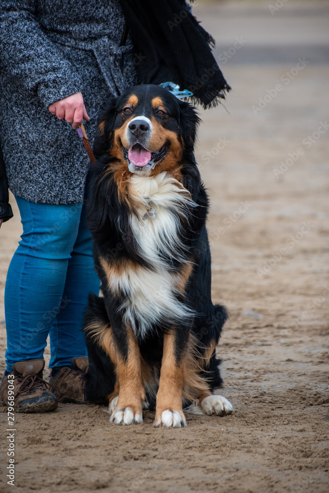 Portrait of a Bernese Mountain dog on the beach 