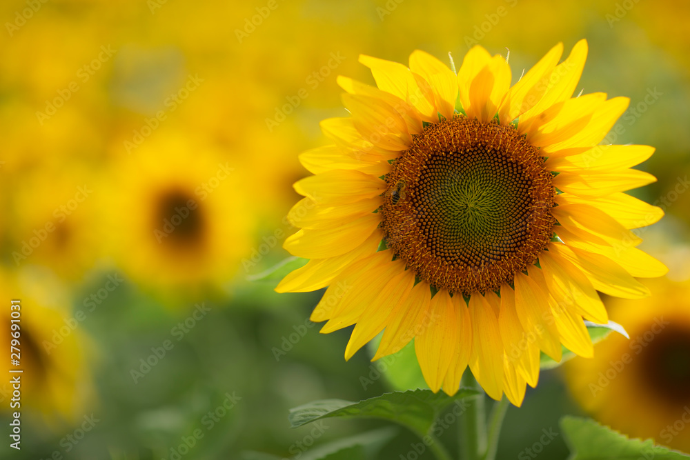 Sonnenblume Sonnenblume