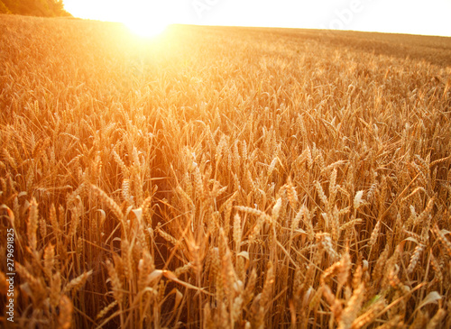 Ripe ears of wheat on growing field in rays of dawn sun light