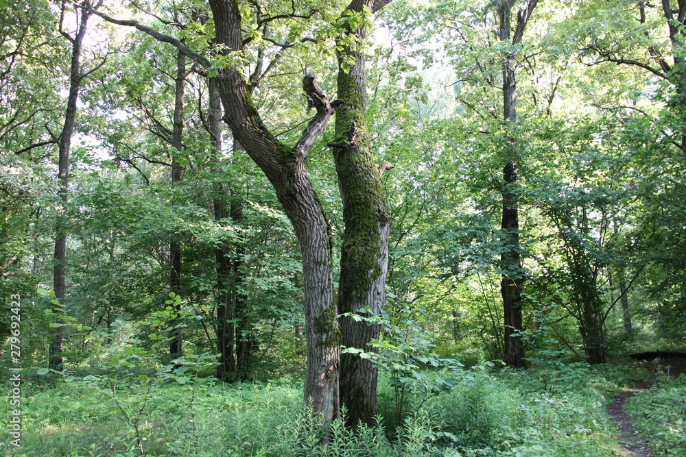Fototapeta premium tree in forest