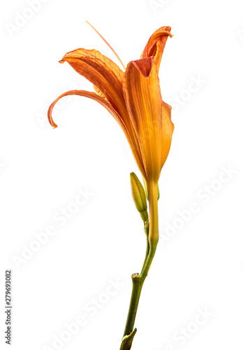 ORANGE FLOWERS OF THE LILEYNIK ON ISOLATED WHITE BACKGROUND. BUDONS OF FLOWER LILY ISOLATES LILIES ISOLATES