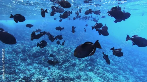 Black triggerfish underwater at Molokini Crater in Maui