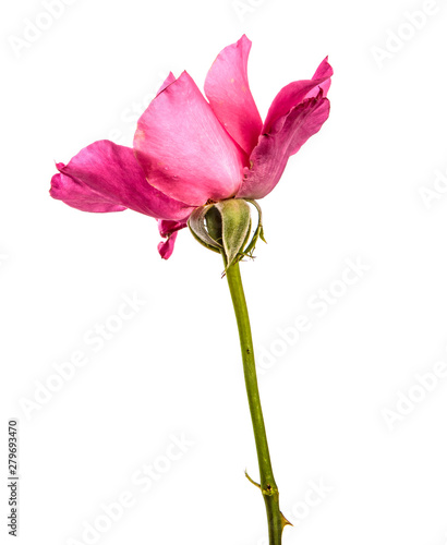 rose flower on isolated white background. Pink rose bud isolate