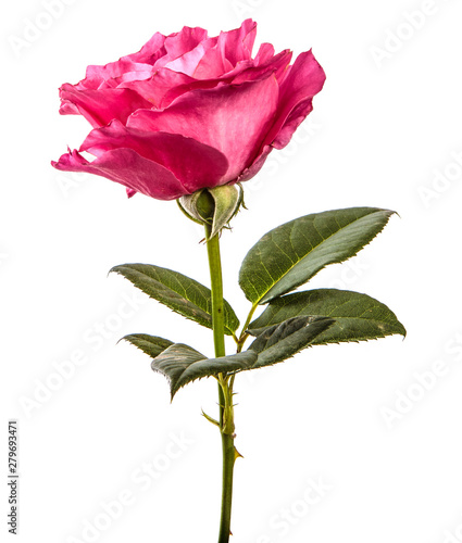 rose flower on isolated white background. Pink rose bud isolate