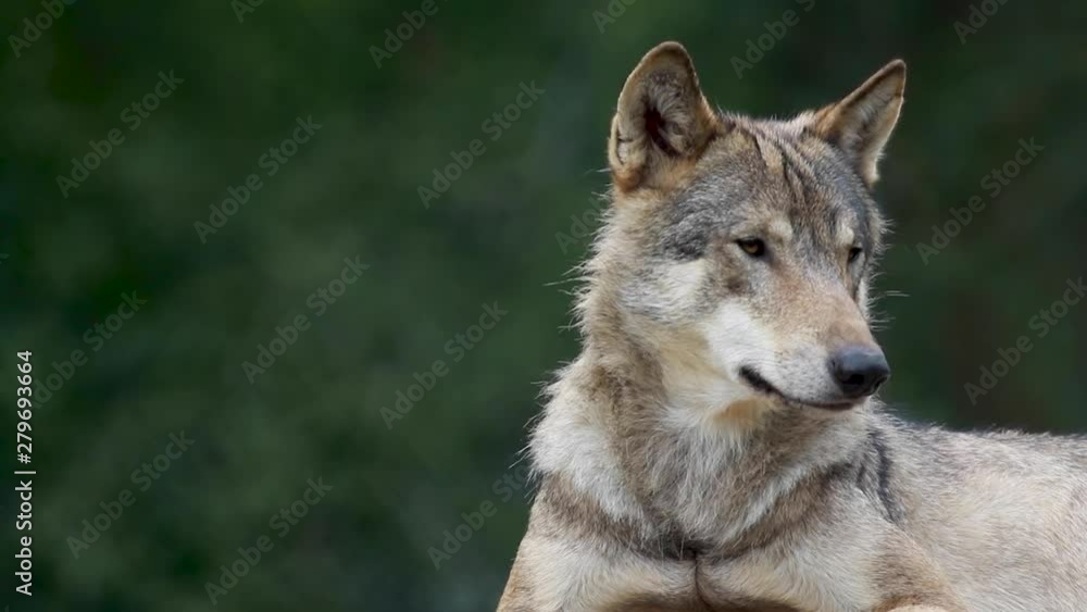 grey wolf/wolves, Canis lupus lupus, close up portrait/facial behaviour detail. grey wolf/wolves, Canis lupus lupus, close up portrait/facial behaviour detail.